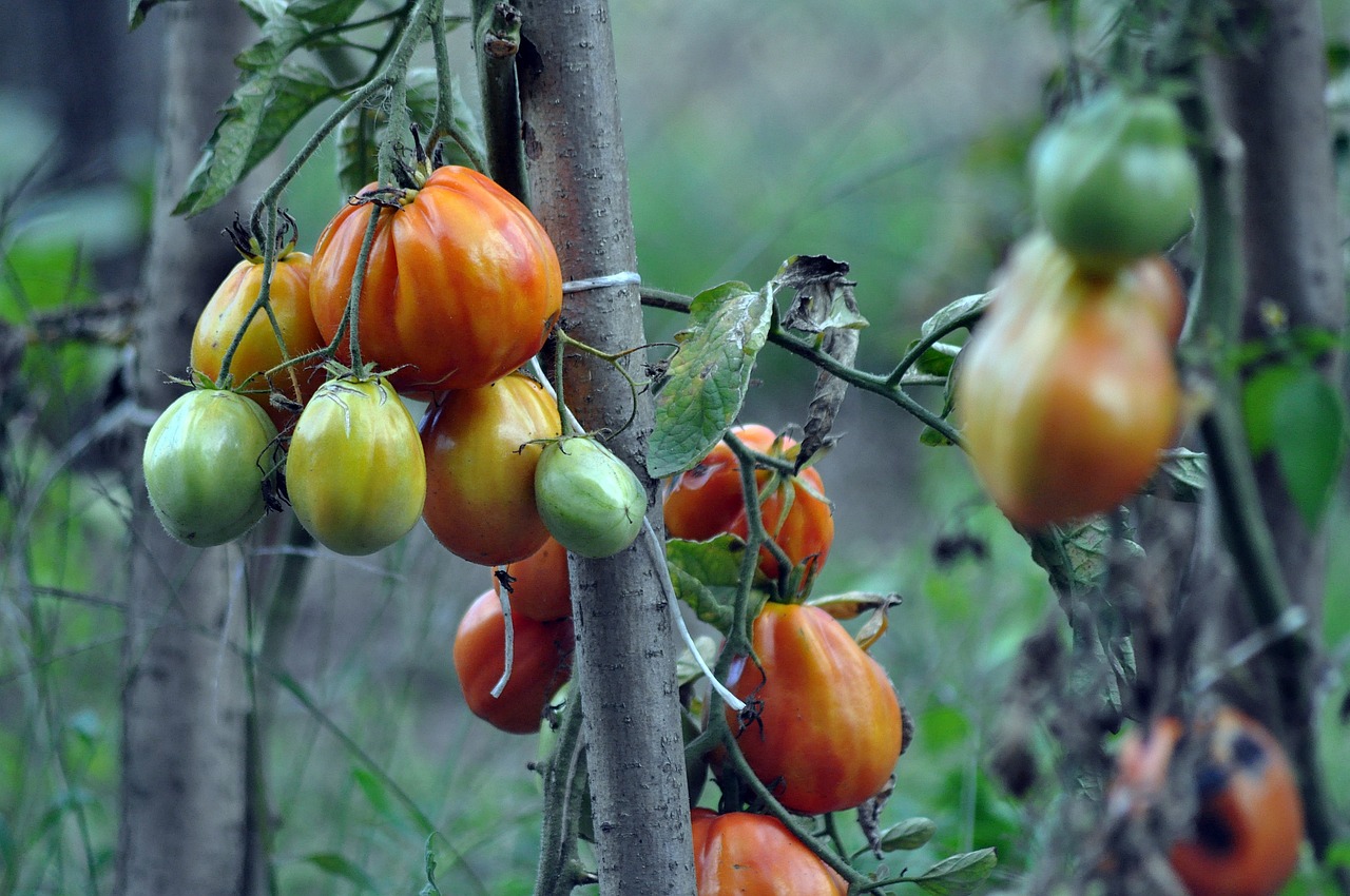 Vegetable Gardening for Beginners: Tips and Tricks